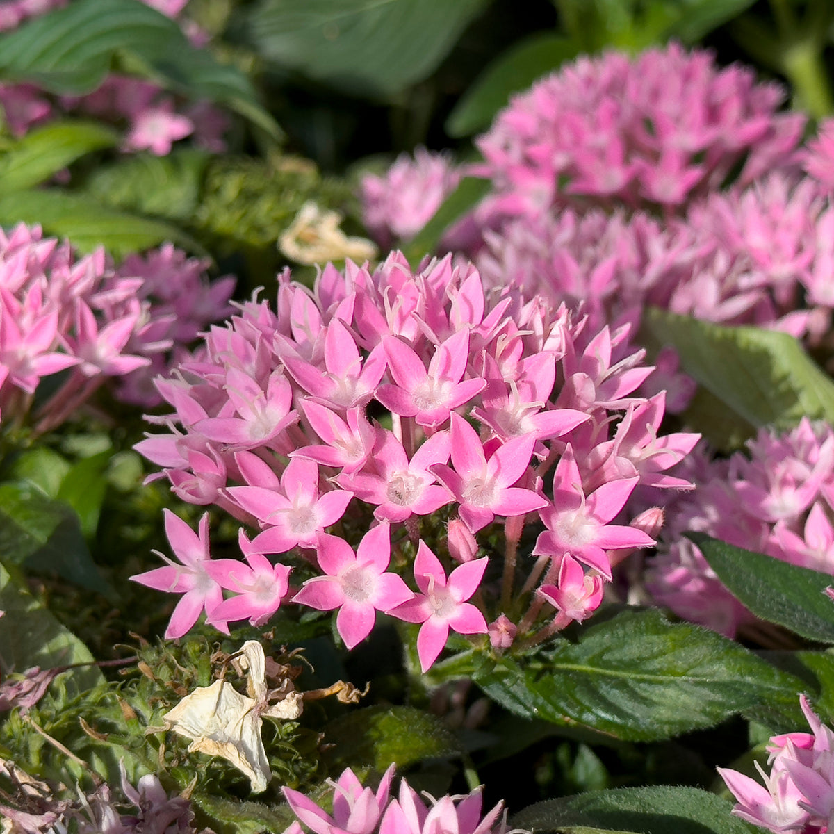 Pentas rose - Roze Pentas - Egyptische sterbloem - Balkon- en terrasbloemen