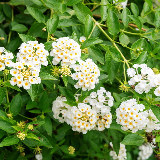 Witte Lantana - Wisselbloem - Bakker