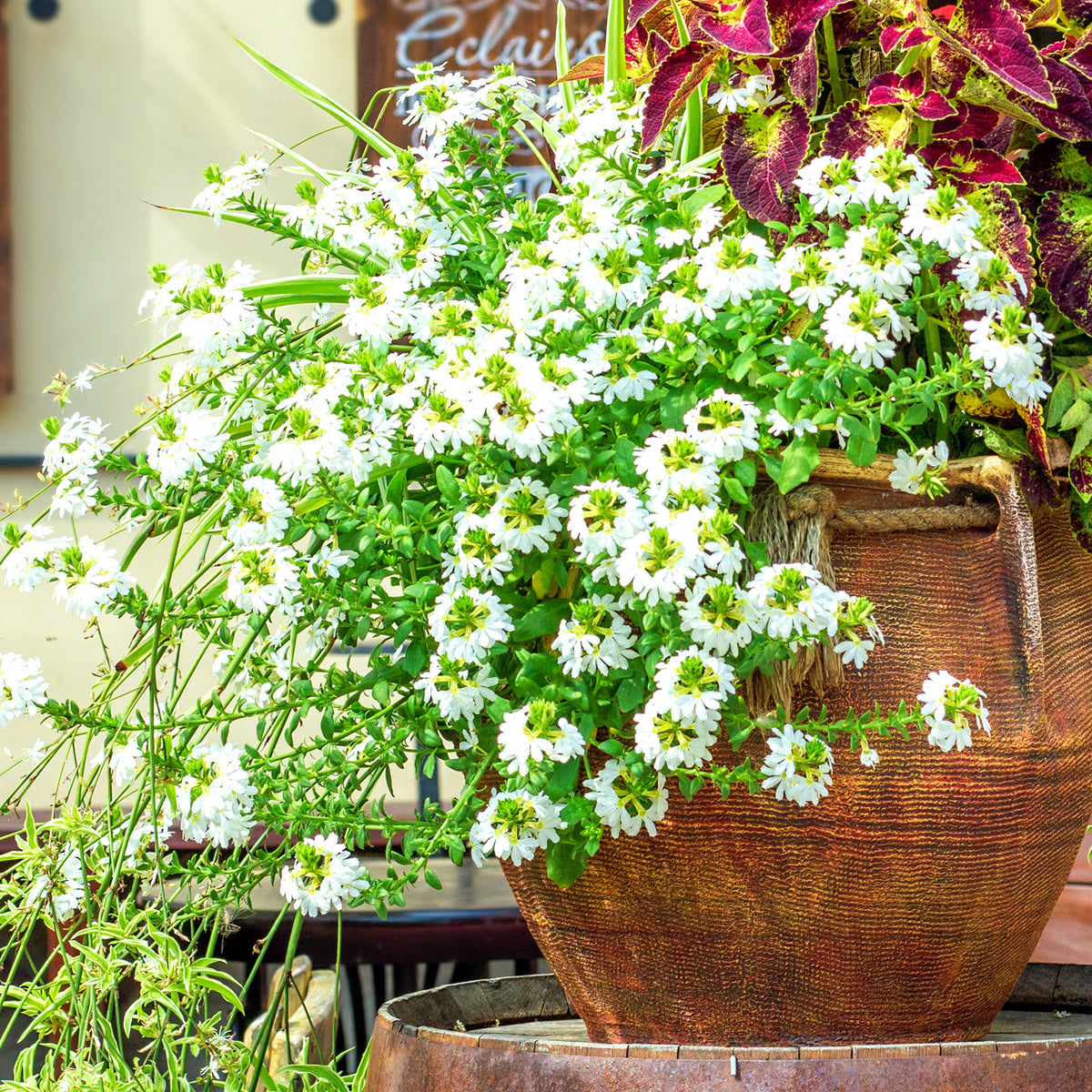 Wit waaierbloem - Scaevola blanc - Bakker