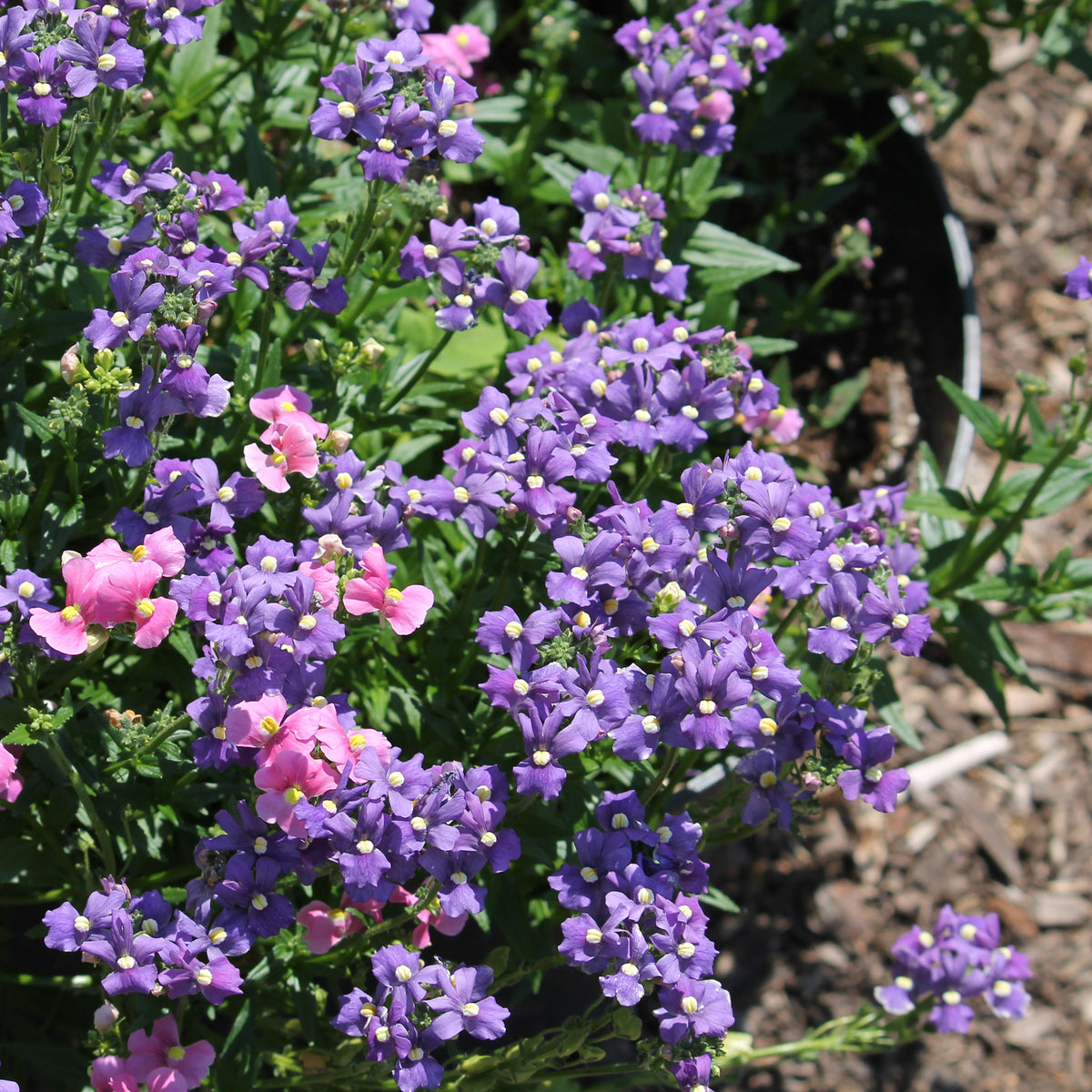 Nemesia blue - Blauwe Nemesia - Balkon- en terrasbloemen
