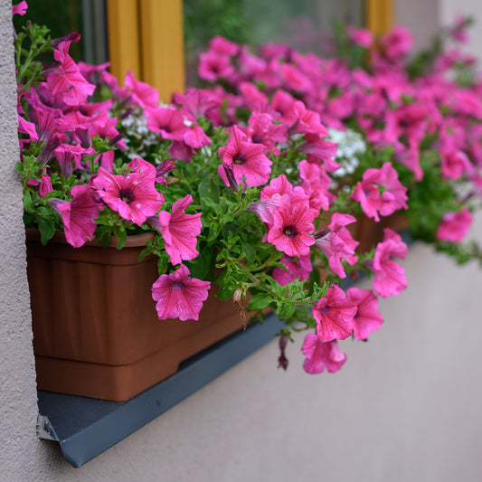 Roze hangpetunia - Bakker
