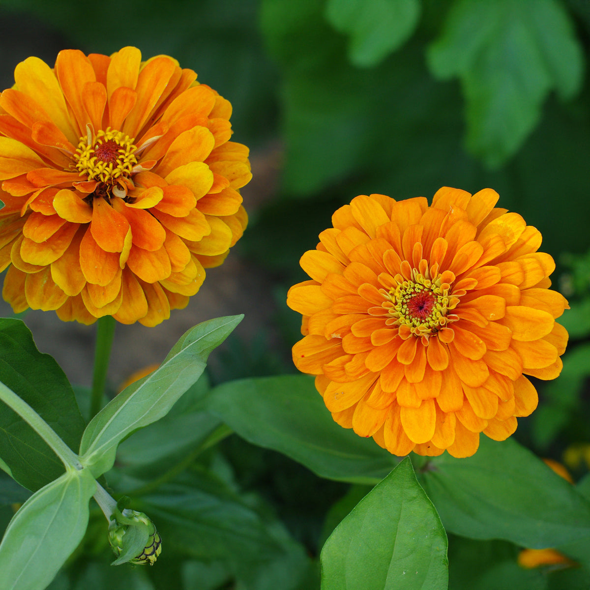 Zinnia orange - Oranje Zinnia - Balkon- en terrasbloemen