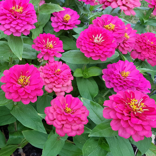 Roze Zinnia - Bakker
