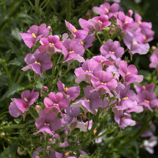 Roze Nemesia - Bakker