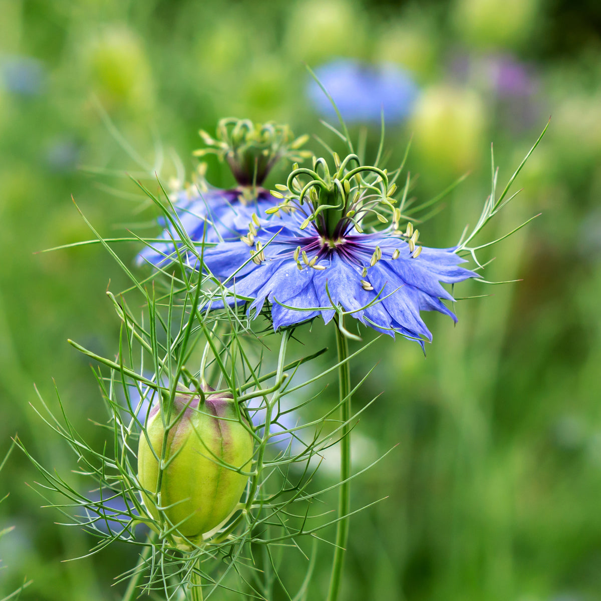 Juffertje in het groen 'Midnight' - Nigella papillosa (hispanica) - Bakker