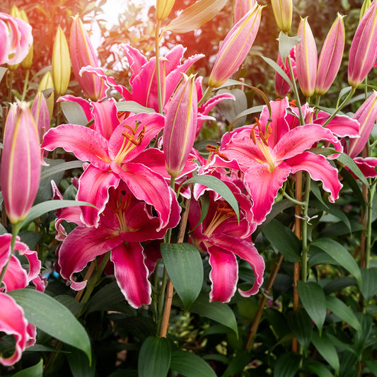 Lelie Gomera - Bakker