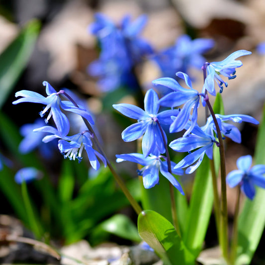 Oosterse sterhyacint - Bakker