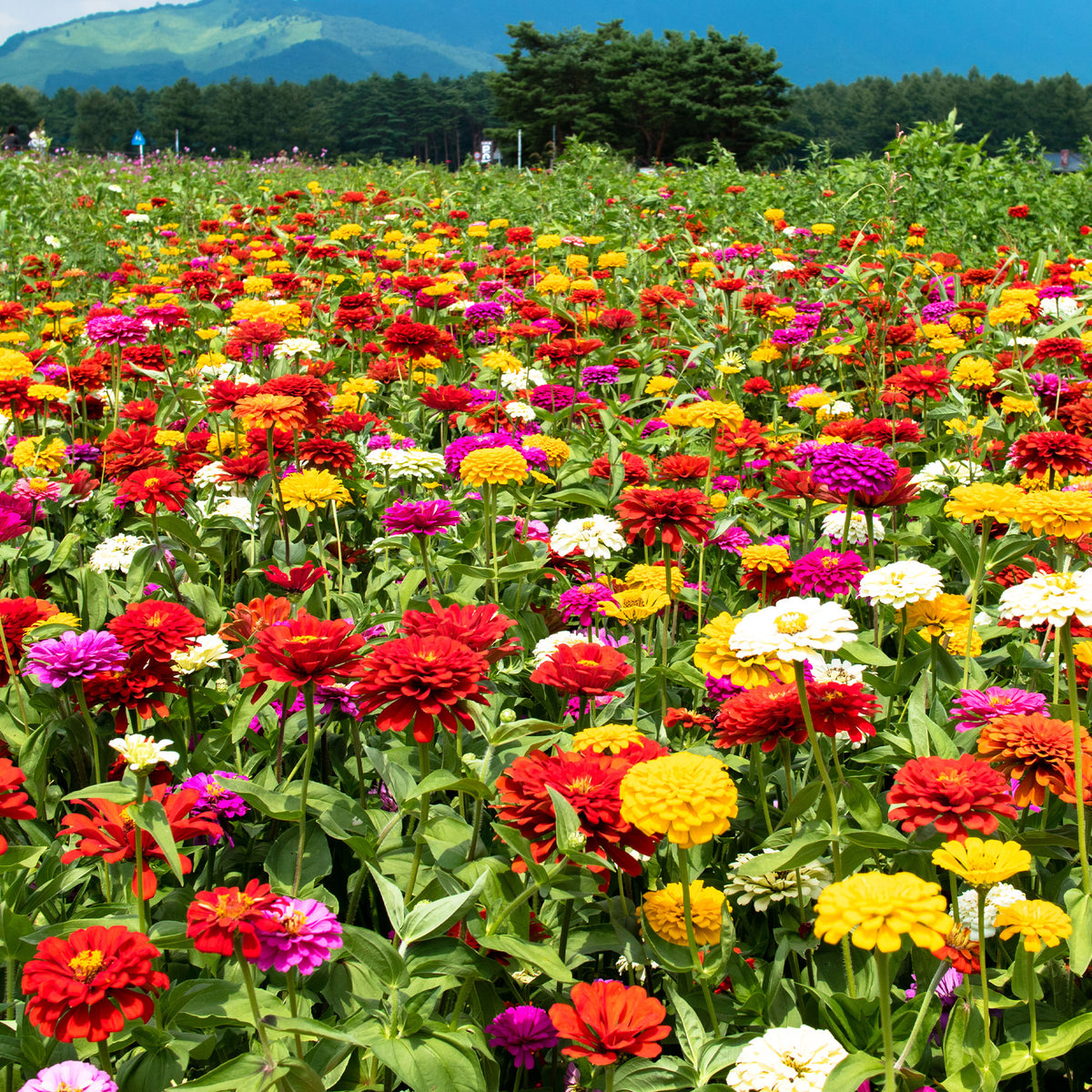 Dahliabloemige Zinnia Mix - Zinnia elegans - Bakker