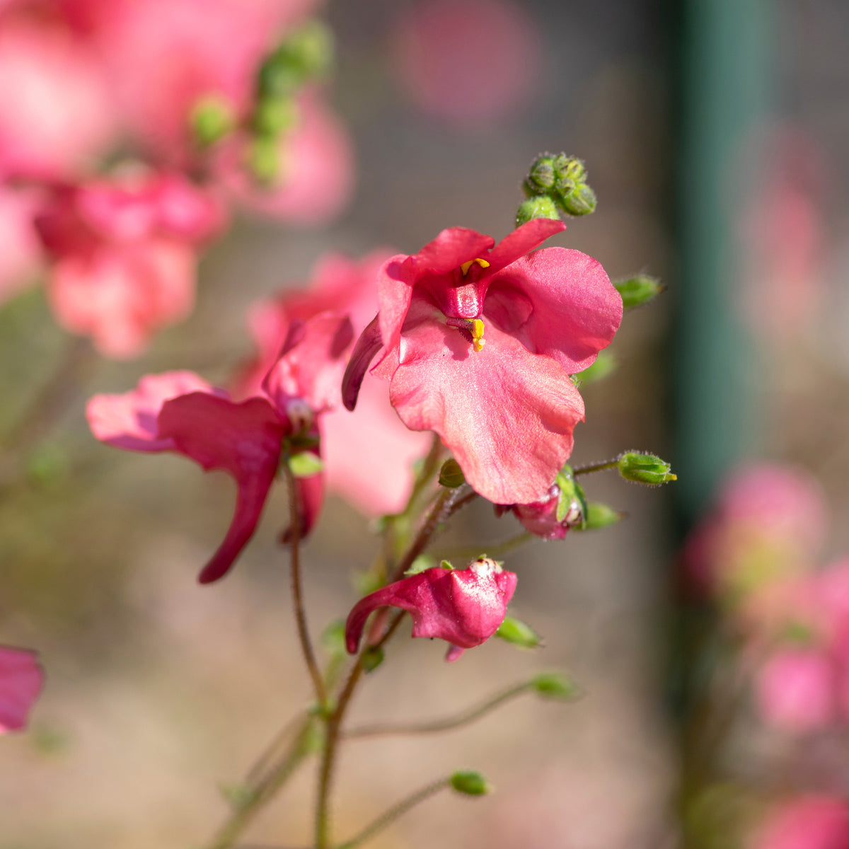 Diascia fetcaniensis - roze elfenspoor - Vaste planten