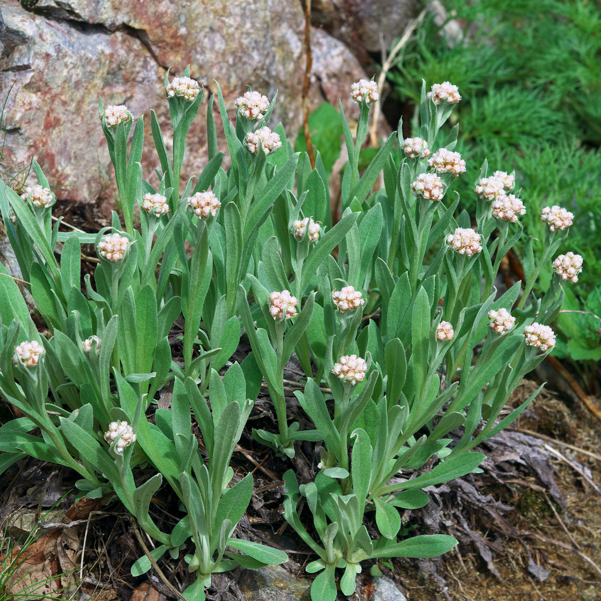 Witte knoop - Anaphalis alpicola - Bakker
