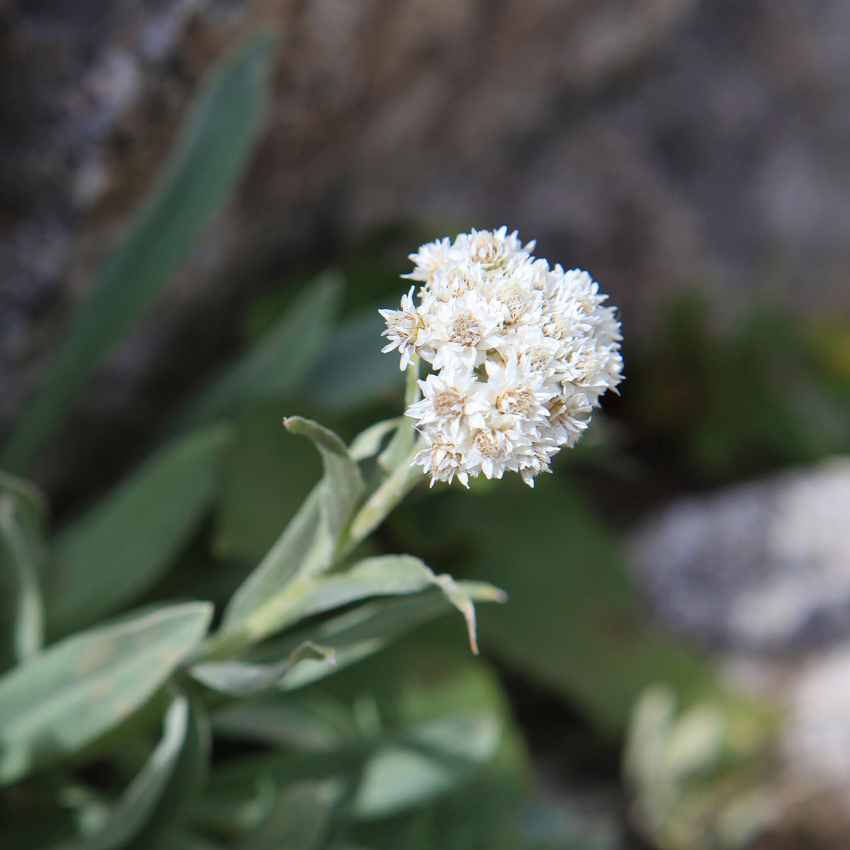 Anaphalis alpicola - Witte knoop - Vaste planten