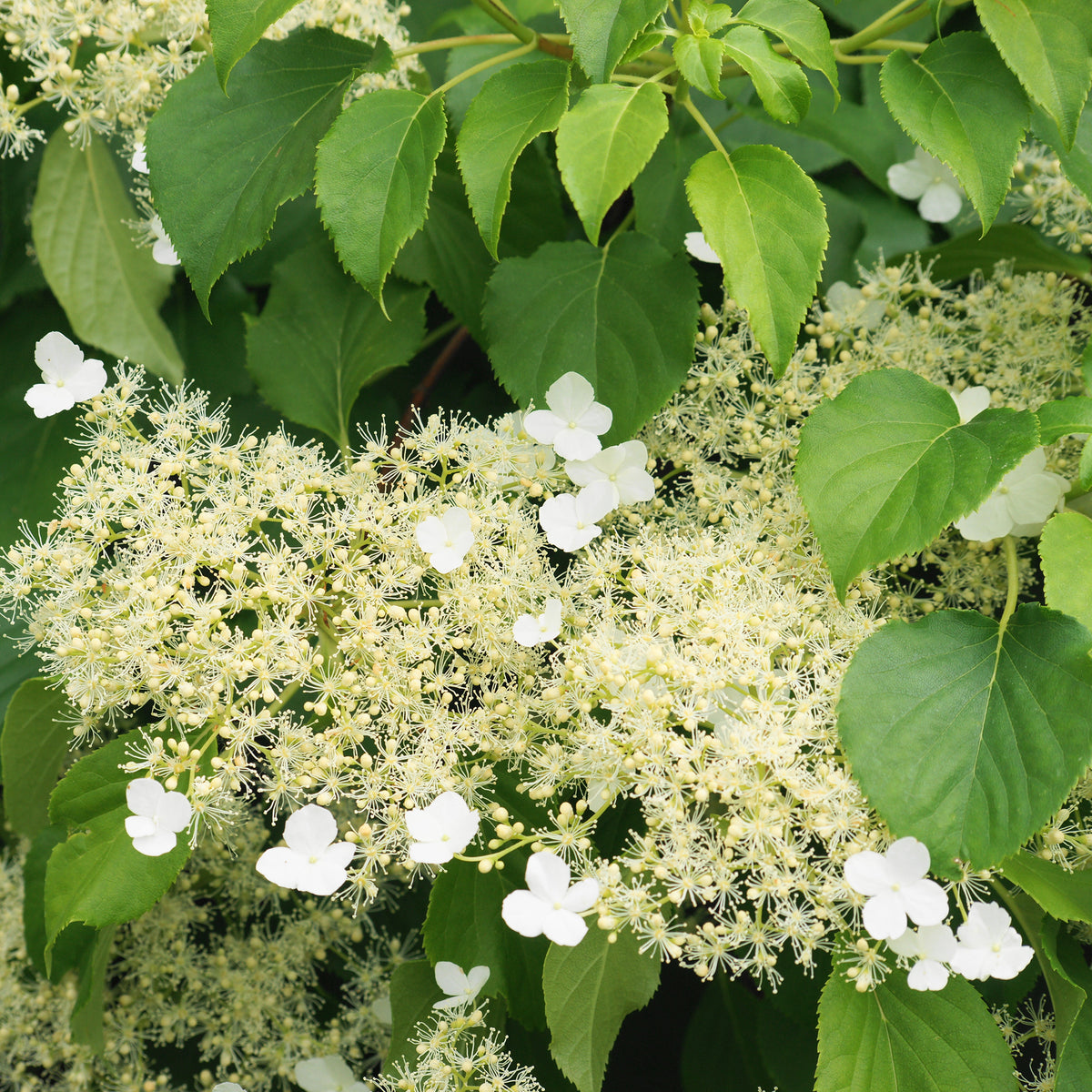 Klimhortensia