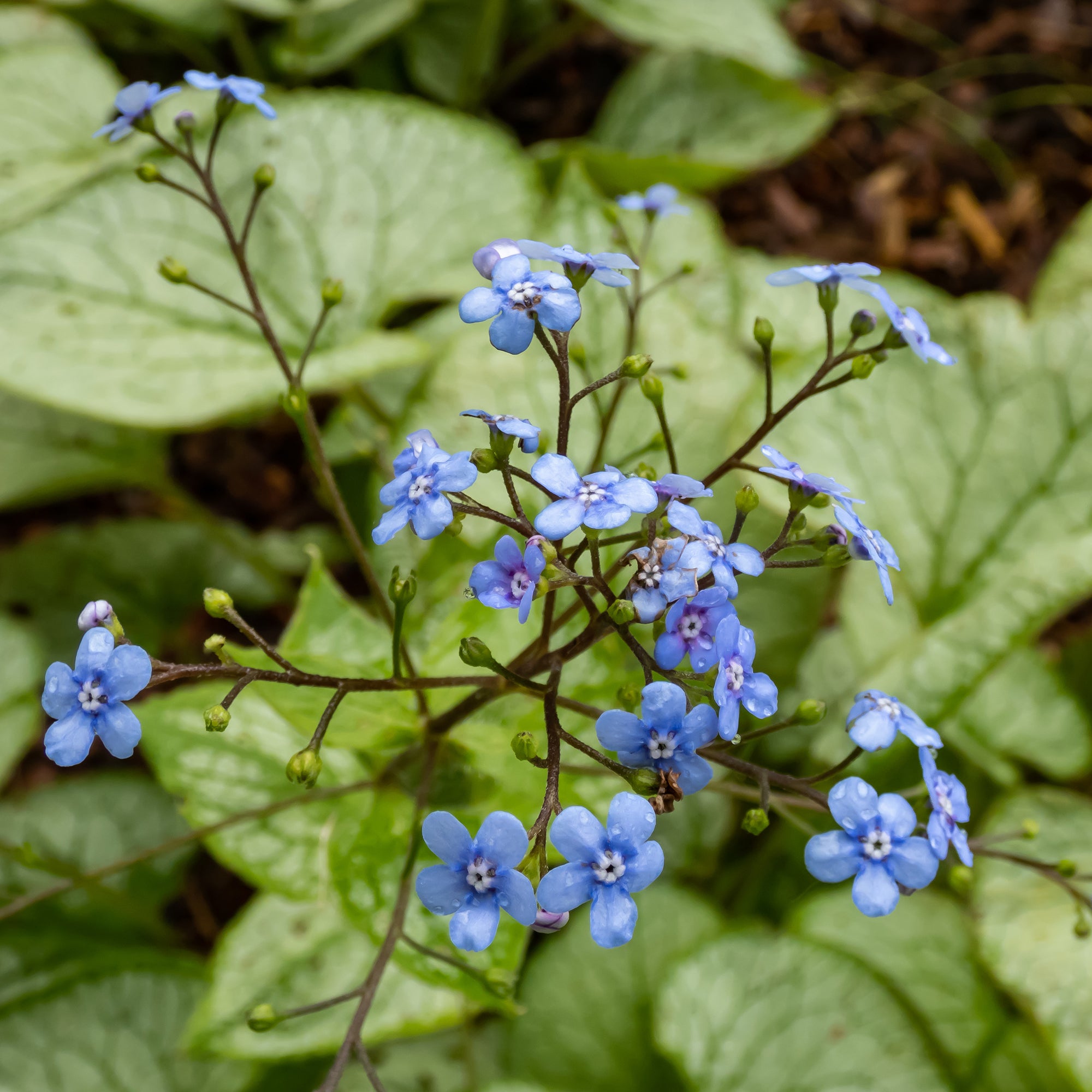 Kaukasische vergeet-mij-nietje 'Jack Frost' - Brunnera macrophylla