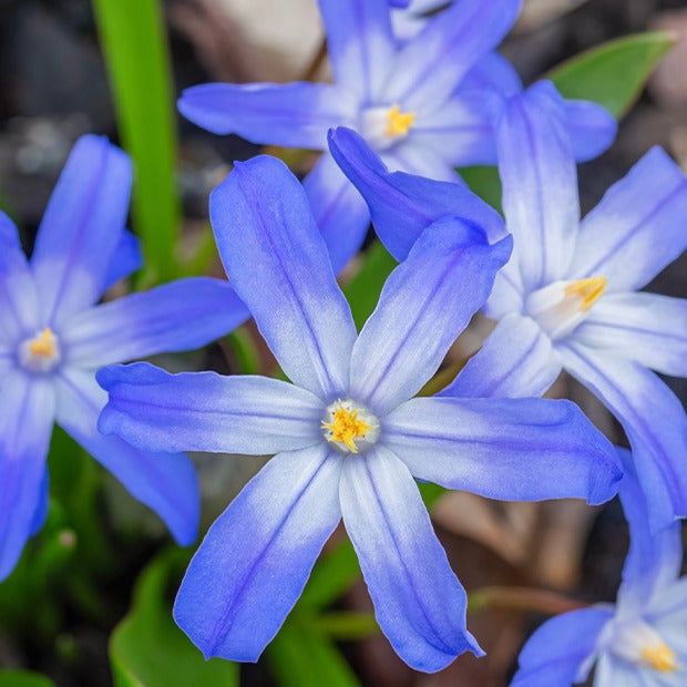 Sneeuwroem 'Blue Giant' (x10) - Chionodoxa forbesii blue giant - Bakker