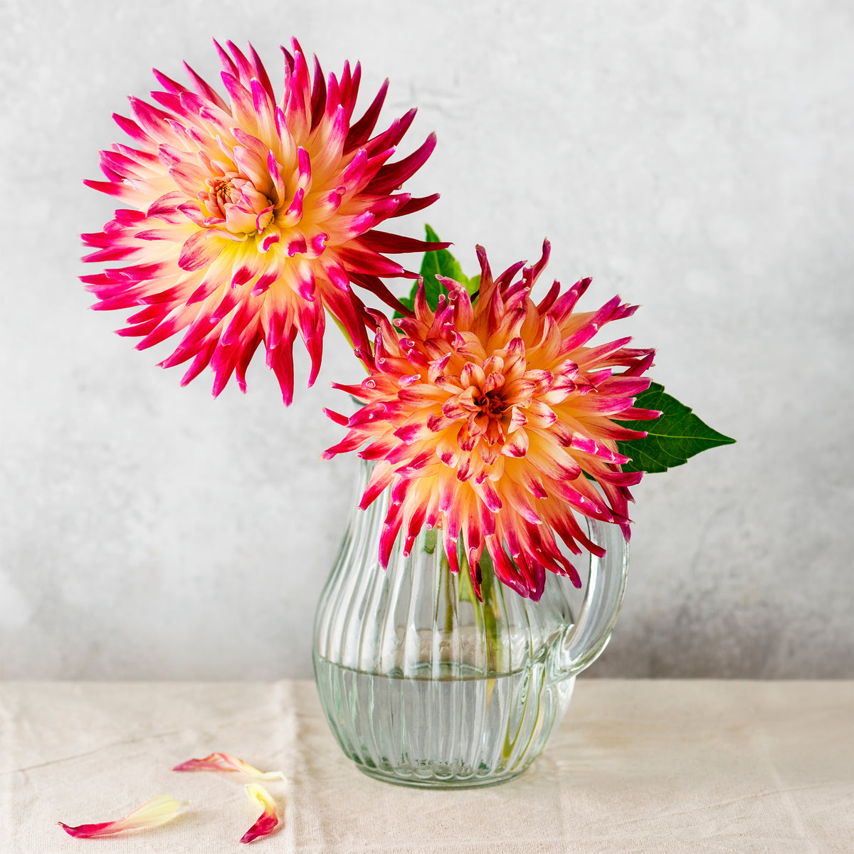 Dahlia 'Tahiti Sunrise' (x3) - Dahlia 'tahiti sunrise' - Bakker
