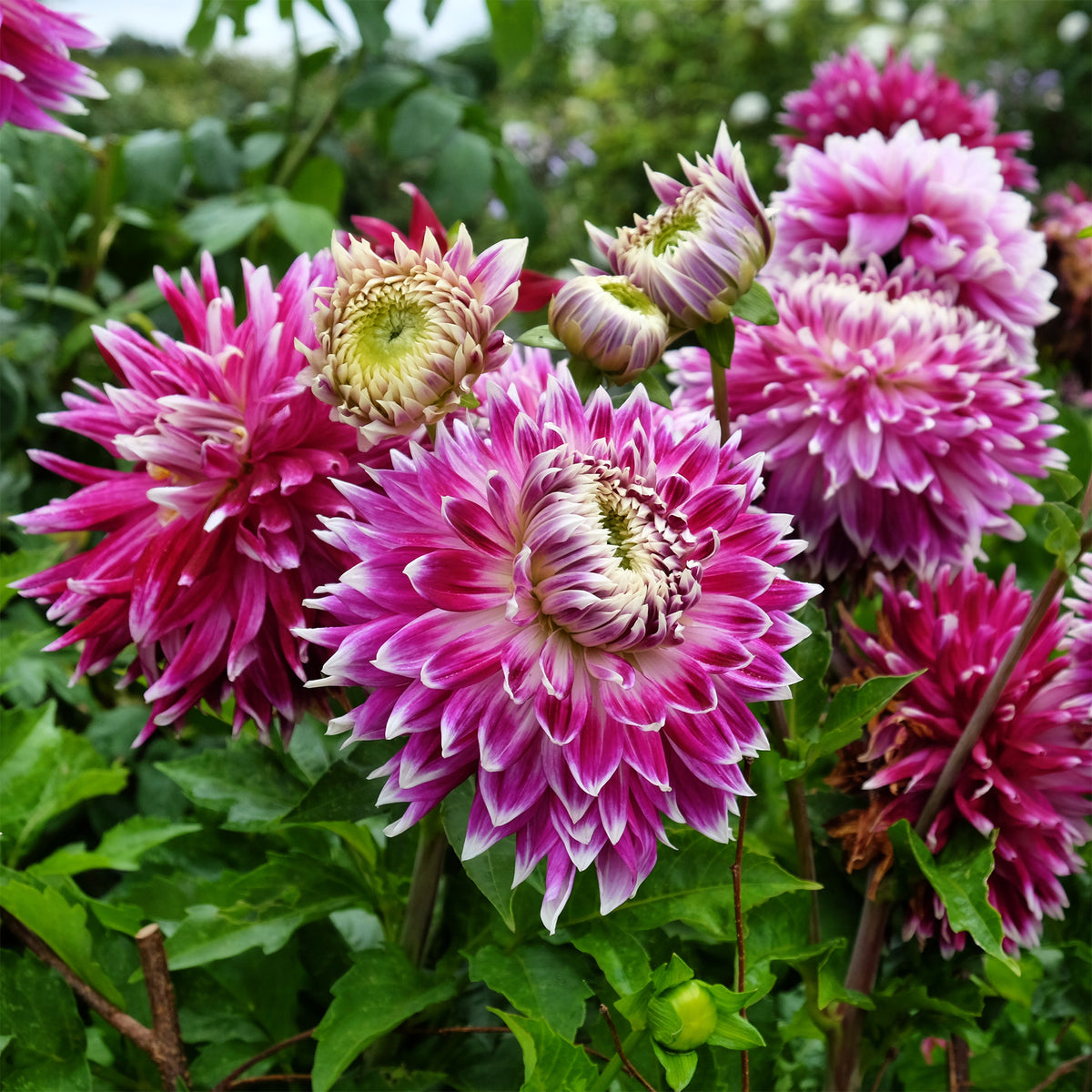 Dahlia - Dahlia 'Vancouver' (x3) - Dahlia 'vancouver'