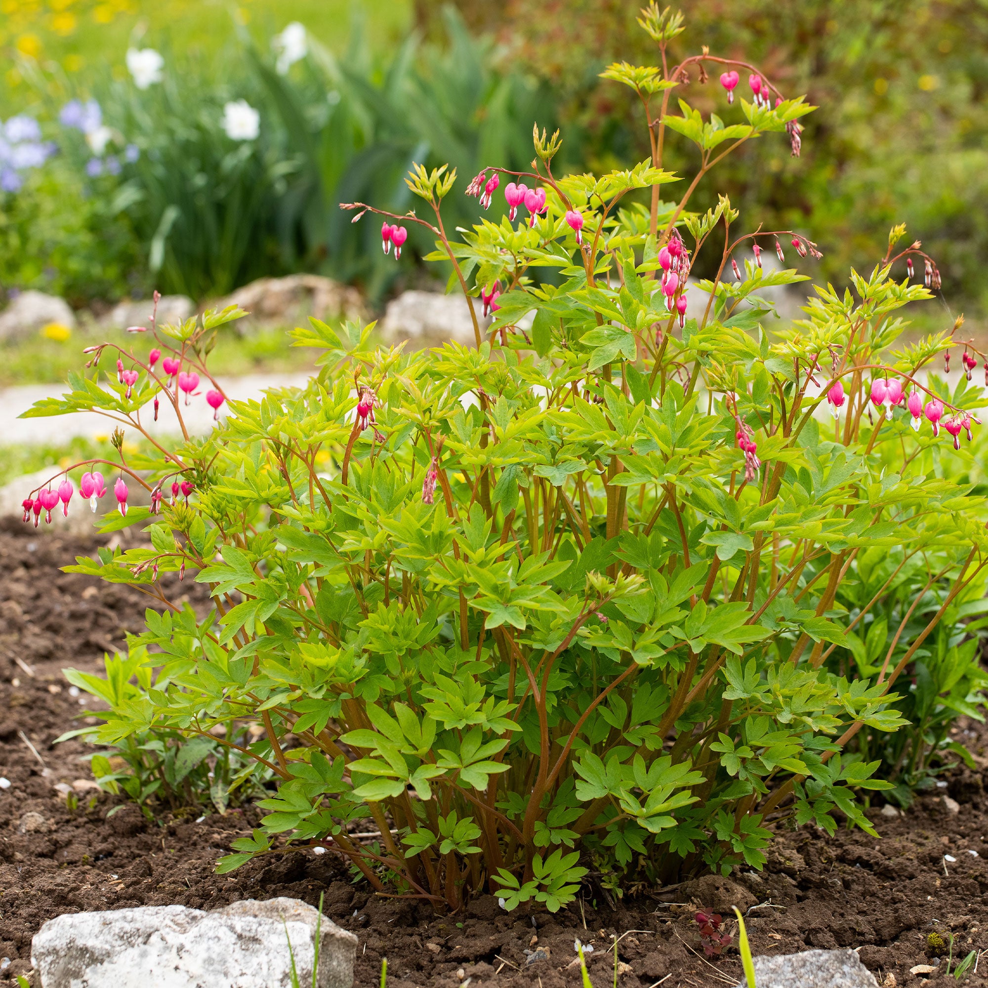 hartjes plant Gebroken hartje - Dicentra spectabilis