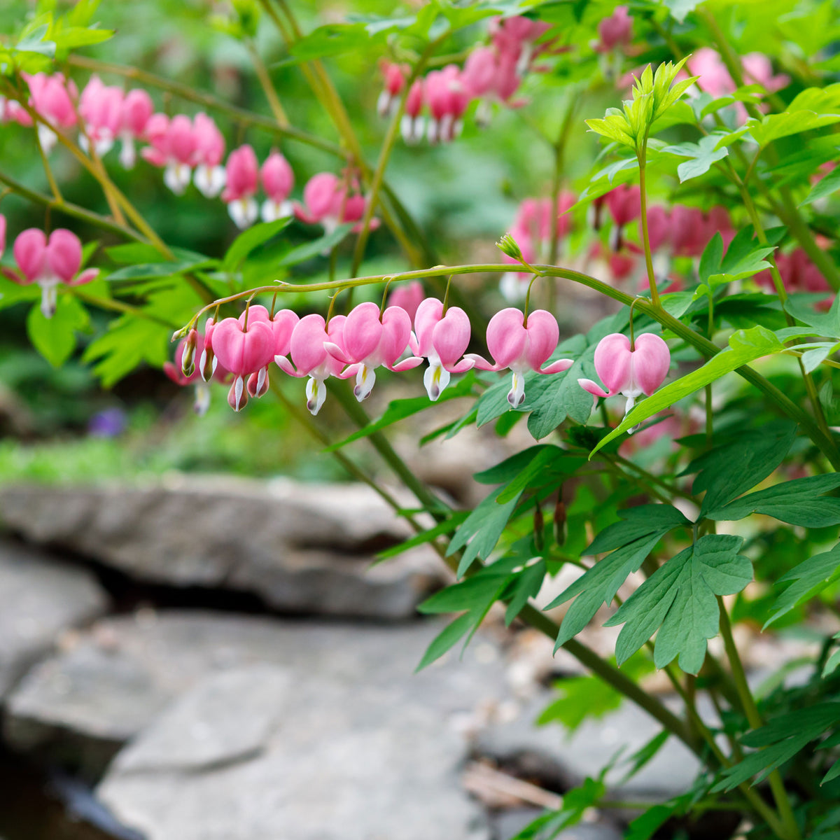 Dicentra spectabilis - Gebroken hartje - Gebroken hartje