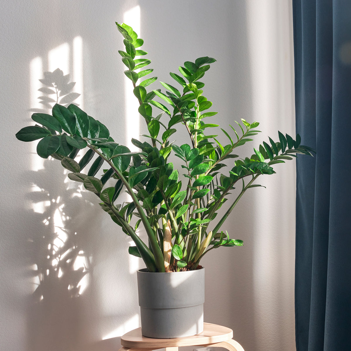ZZ Palm - Bakker