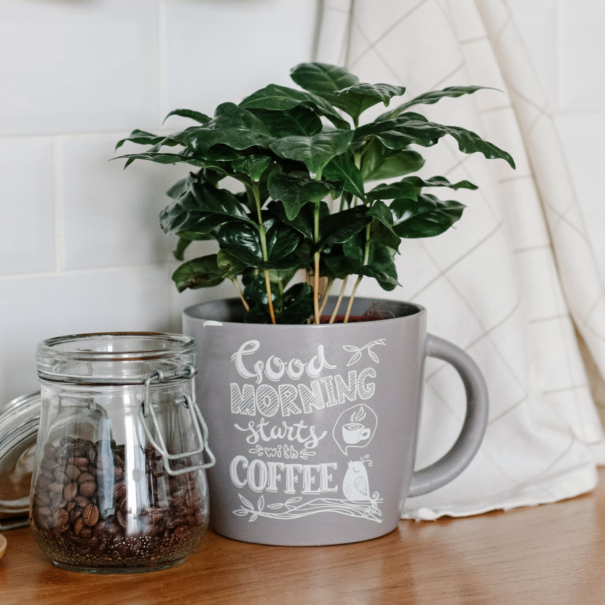 Coffea arabica - Koffieplant - Groene kamerplanten voor interieur