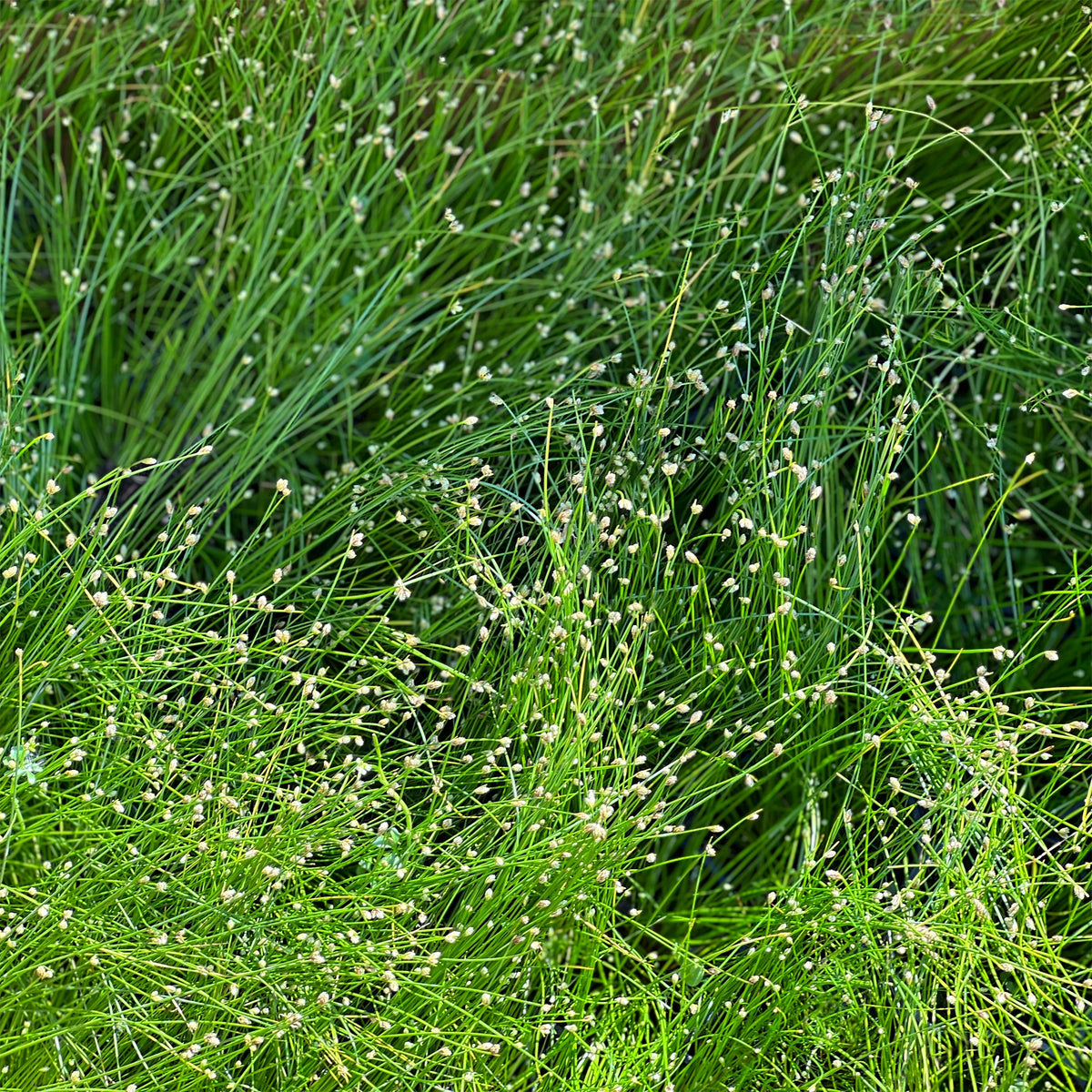 Bent bulrush Bakker vezelgras - Isolepis cernua - Bakker