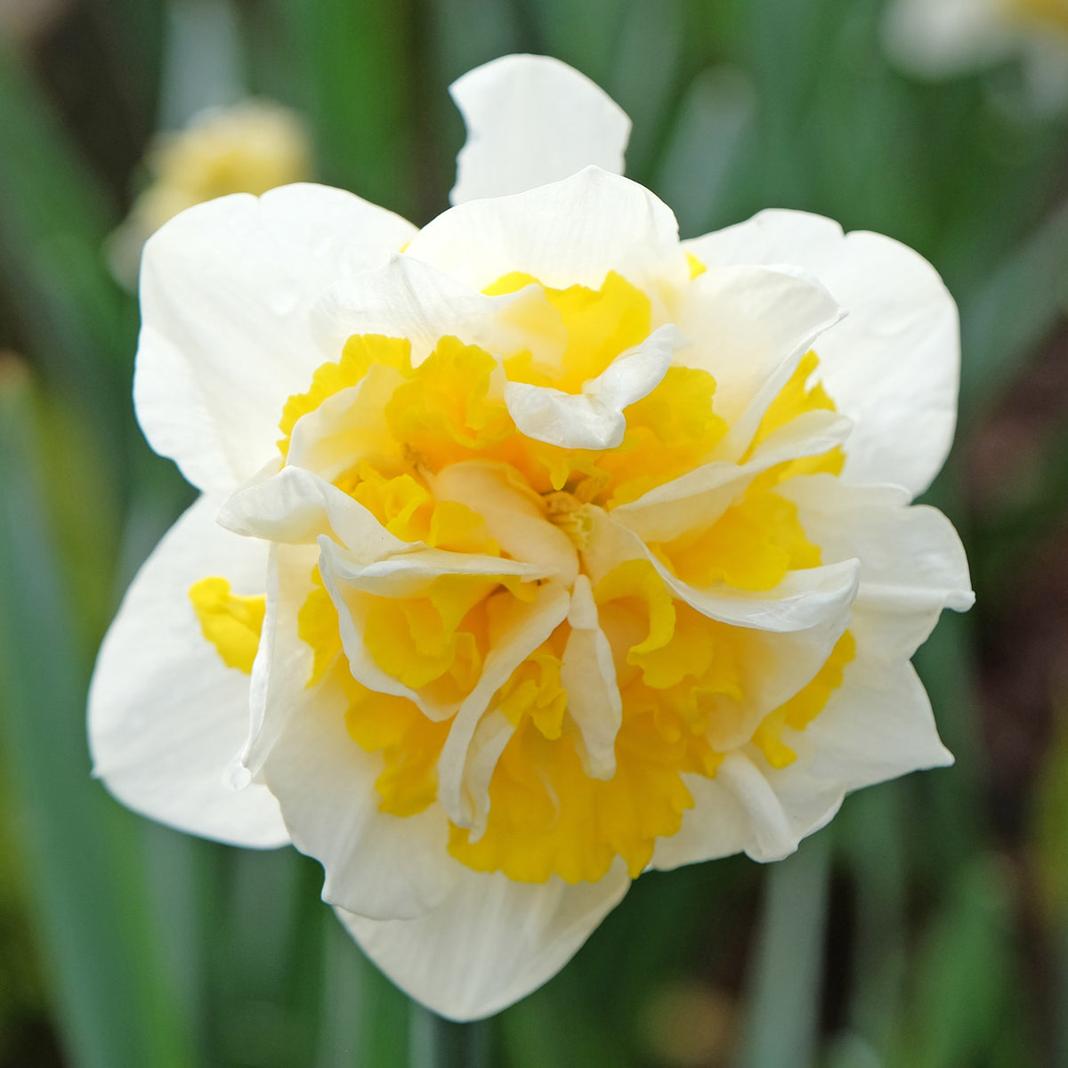 Narcis 'Double Flowers' - Narcissen - Bakker