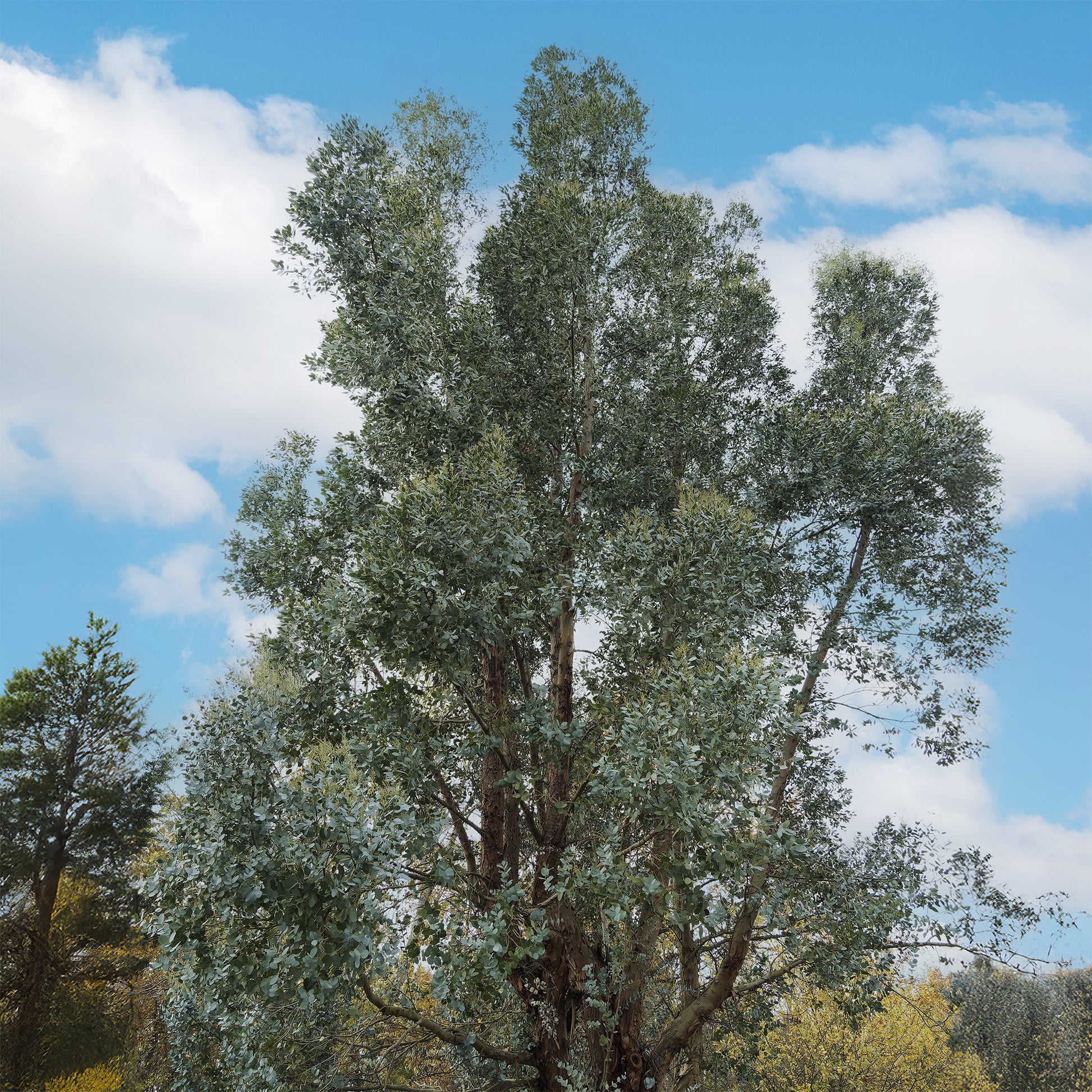 Eucalyptus gunnii - Eucalyptus gunnii - Bakker