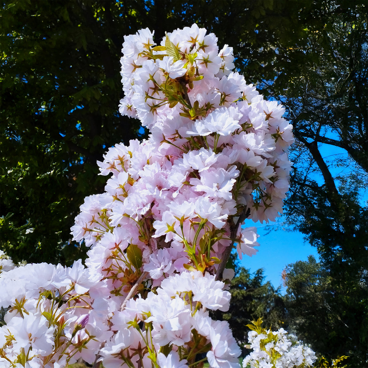 Prunus serrulata amanogawa - Japanse sierkers 'Amanogawa' - Japanse kersenbloesem - Prunus