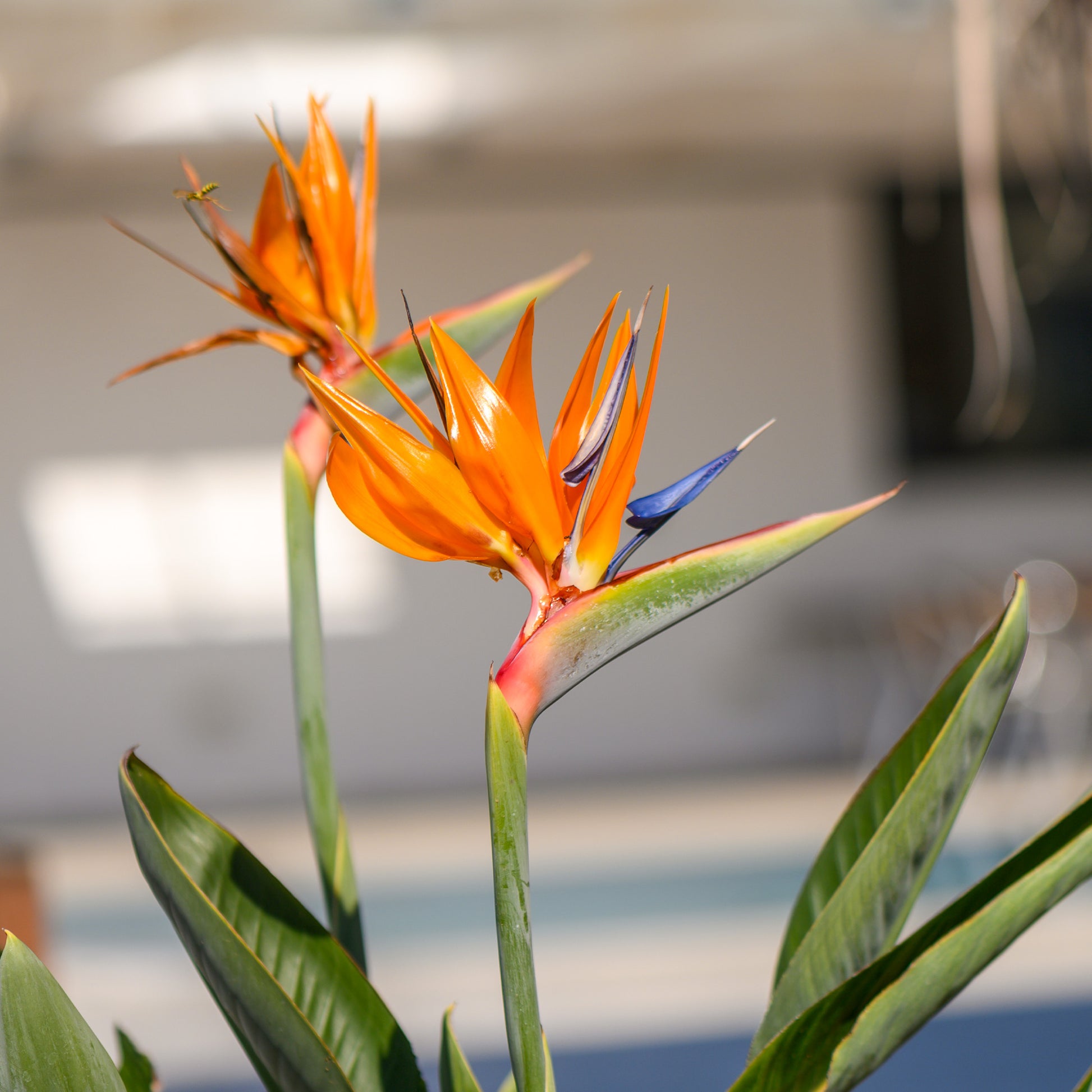 Paradijsvogelplant - Strelitzia reginae humilis - Bakker