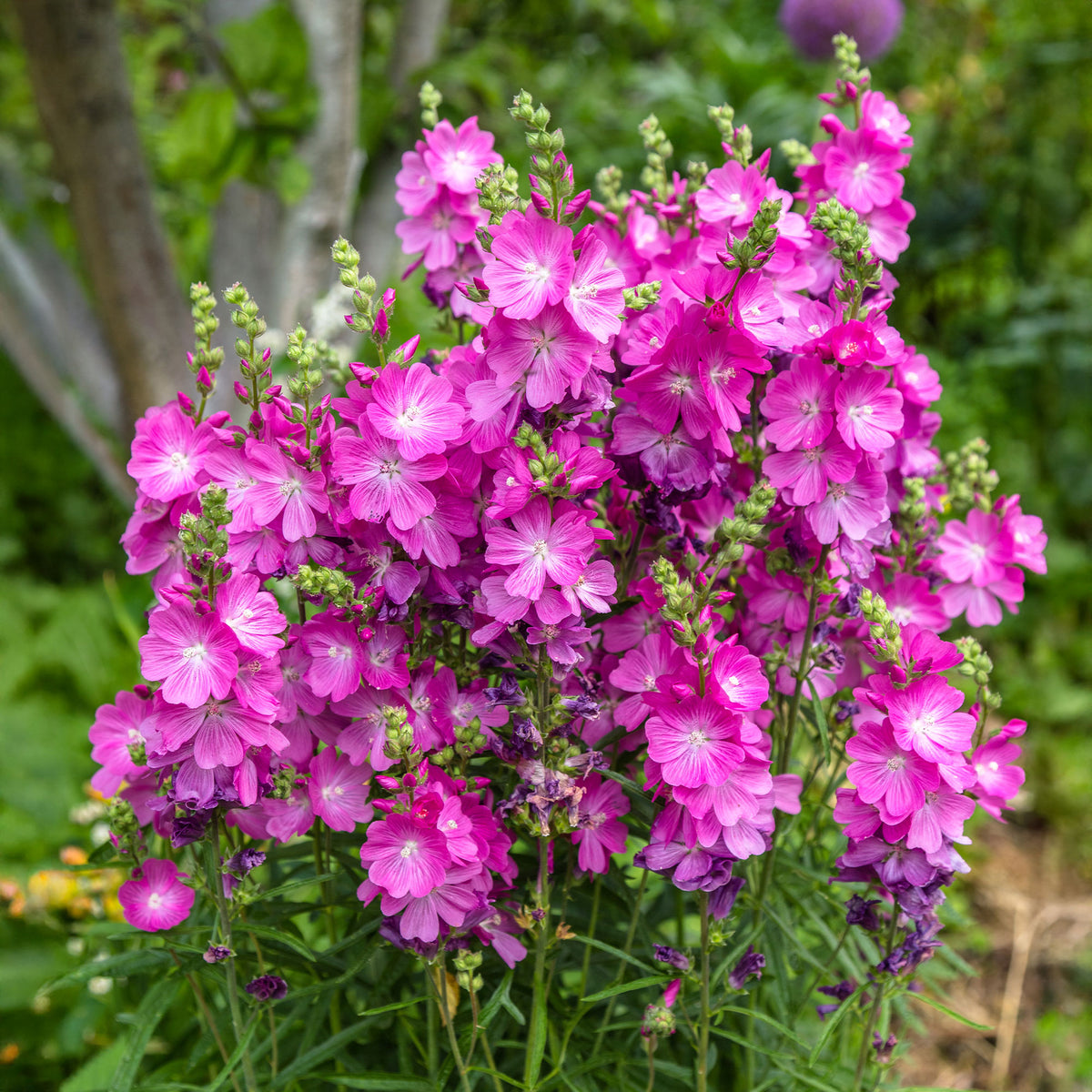 Sidalcea oregana Party Girl - Griekse malva 'Party girl' - Naakte wortels