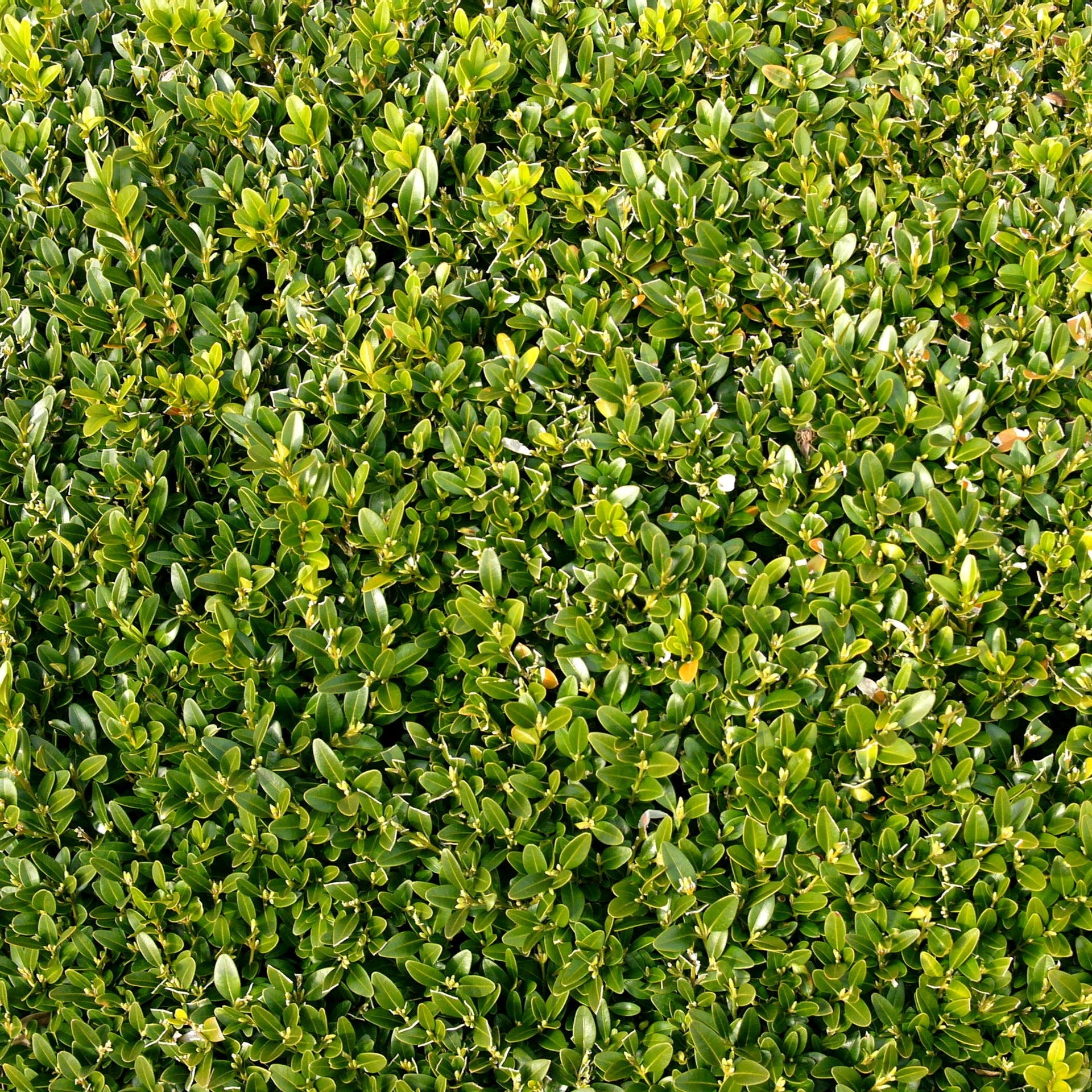 Verkoop Buxushaag - Buxus sempervirens