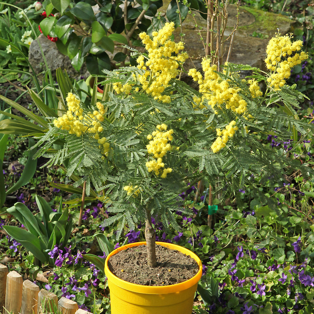 Mimosa - Bakker