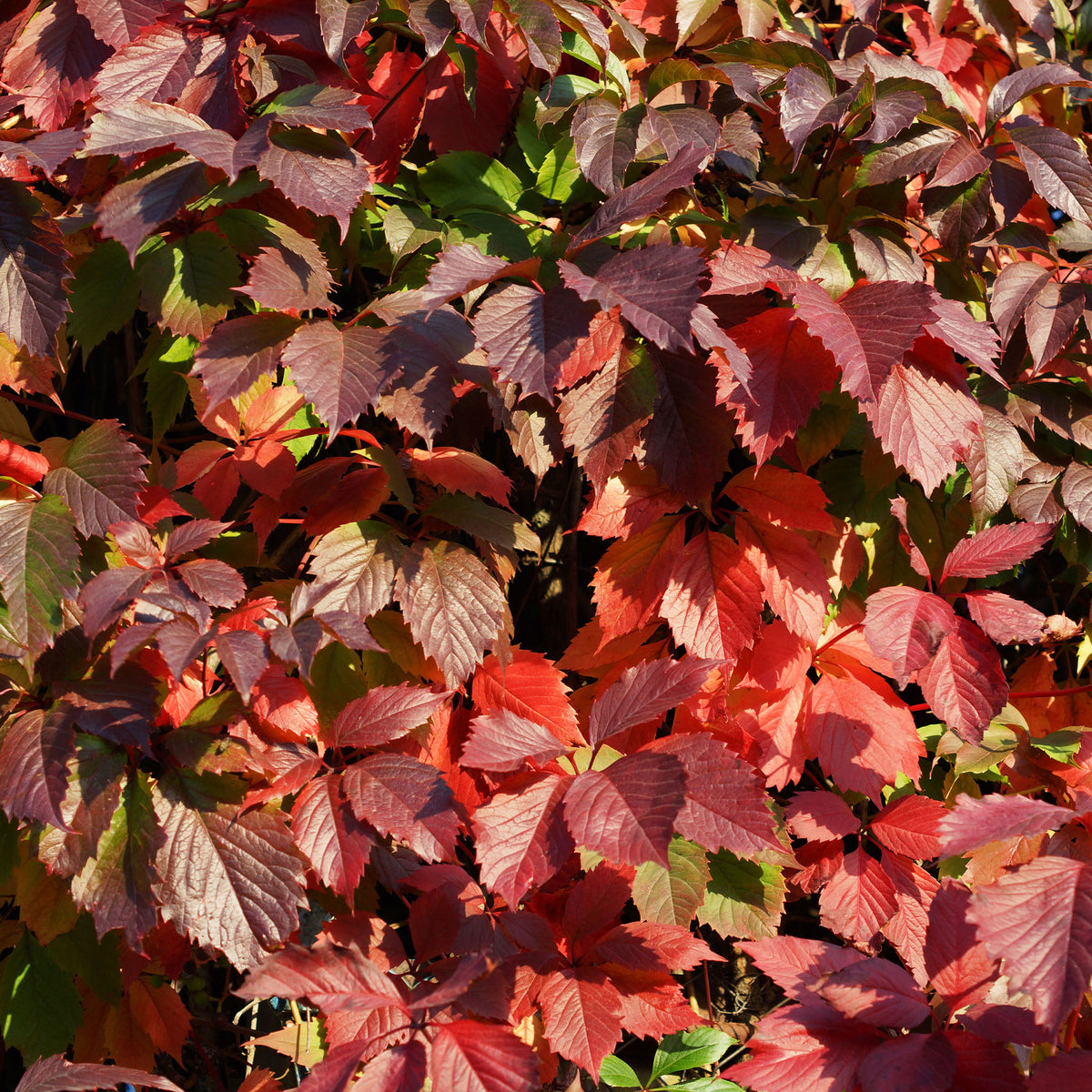Wilde wingerd 'Engelmannii' - Winterharde planten - Bakker