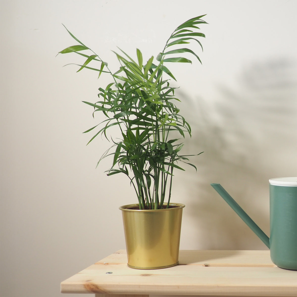 Verkoop Mexicaanse dwergpalm - Chamaedorea elegans