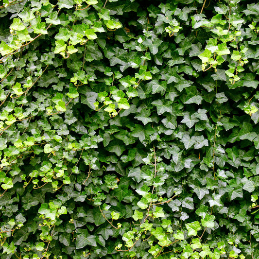 Klimop Hedera helix - Bakker