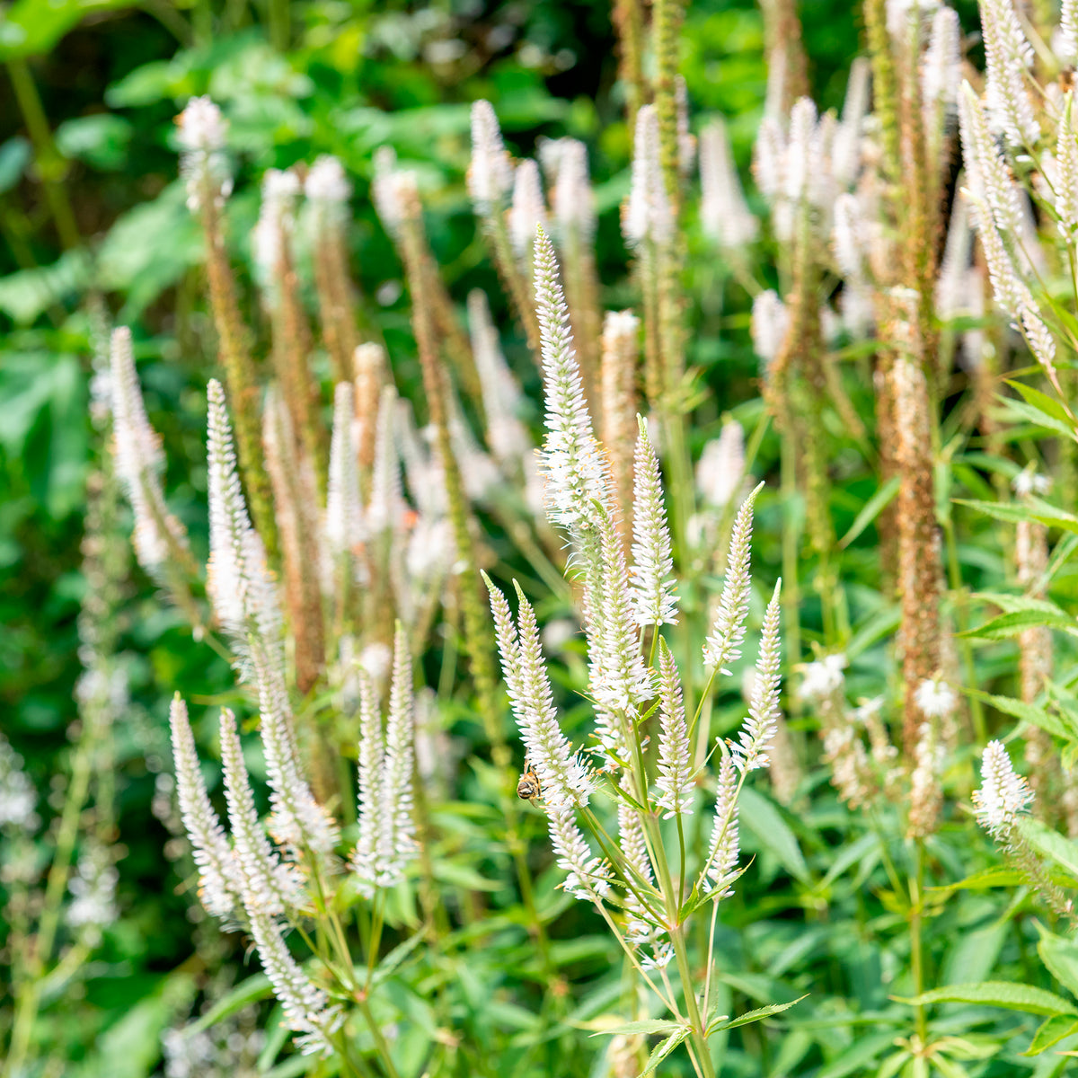 Panicum virgatum,Sesleria autumnalis, Allium sphaerocephalon,Veronicastrum virginicum, Sanguisorba officinalis - 5 vaste planten voor bloemenweide - Vaste planten
