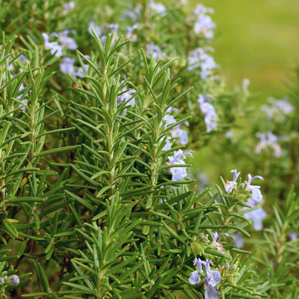Rozemarijn - Rozemarijn - Rosmarinus officinalis