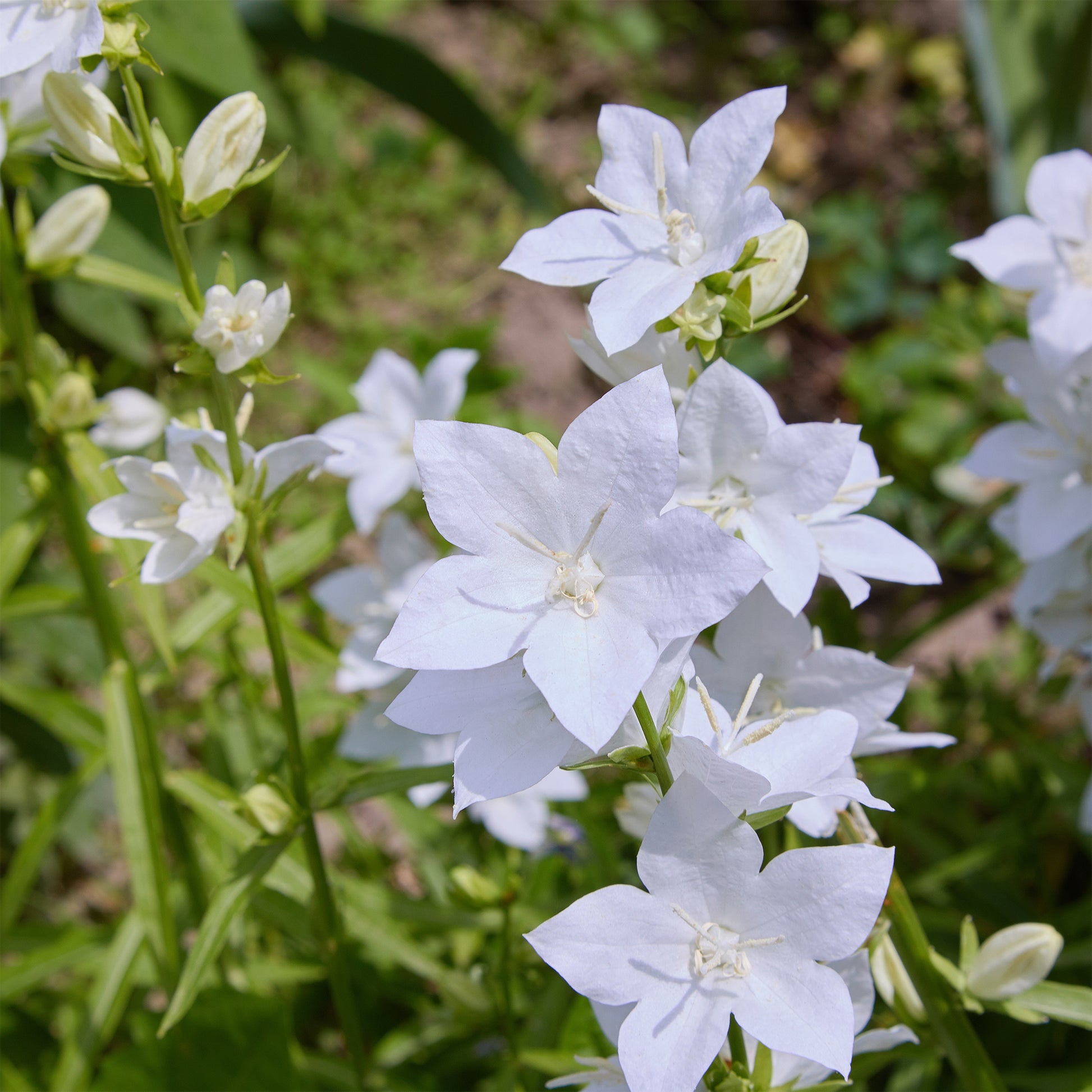 Karpatenklokje 'Alba' - Bakker