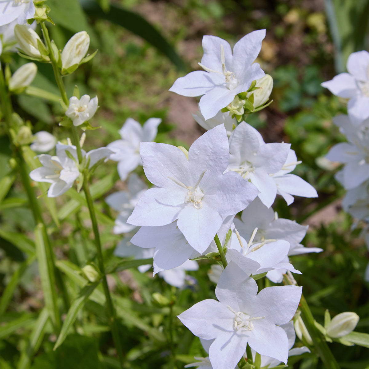 Karpatenklokje 'Alba' - Bakker