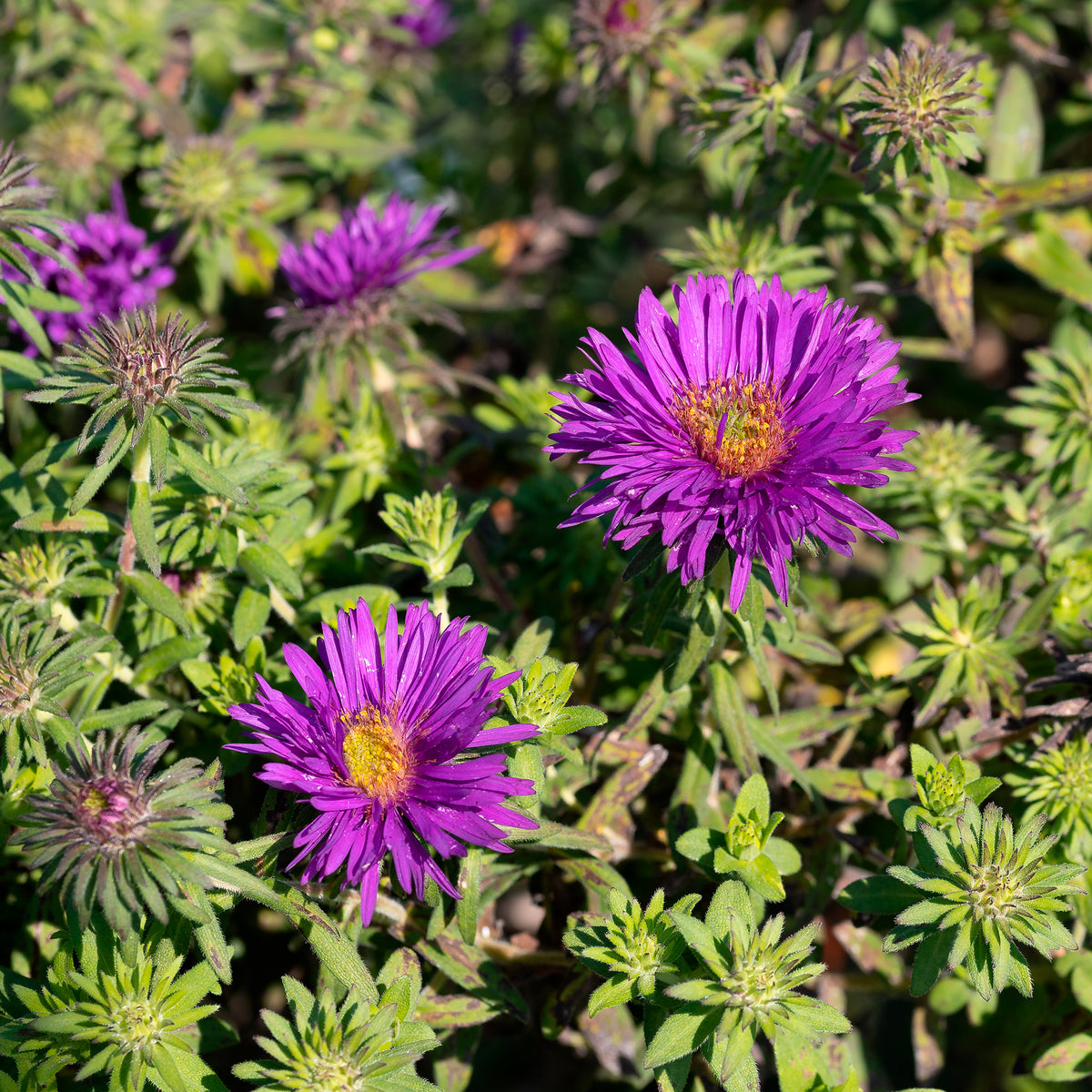 HerfstAster 'Purple Dome'