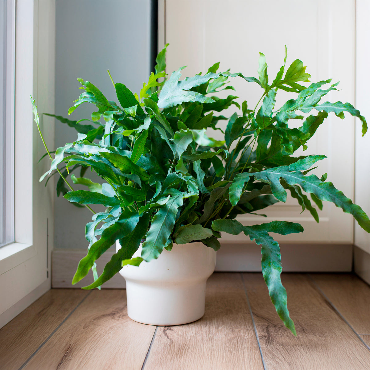 Verkoop Blauwvaren 'Blue Star' - Phlebodium blue star