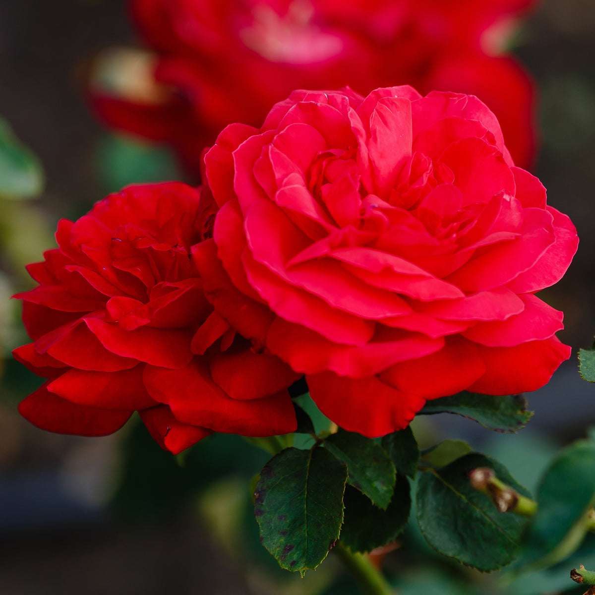 Verkoop Grootbloemige roos 'Dame de Coeur' - Rosa dame de cœur, rosa queen of hearts, rosa herz-dame