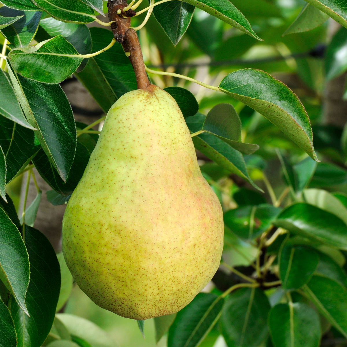 Perenboom 'Williams' - Pyrus communis William's ('bon chrétien') - Bakker