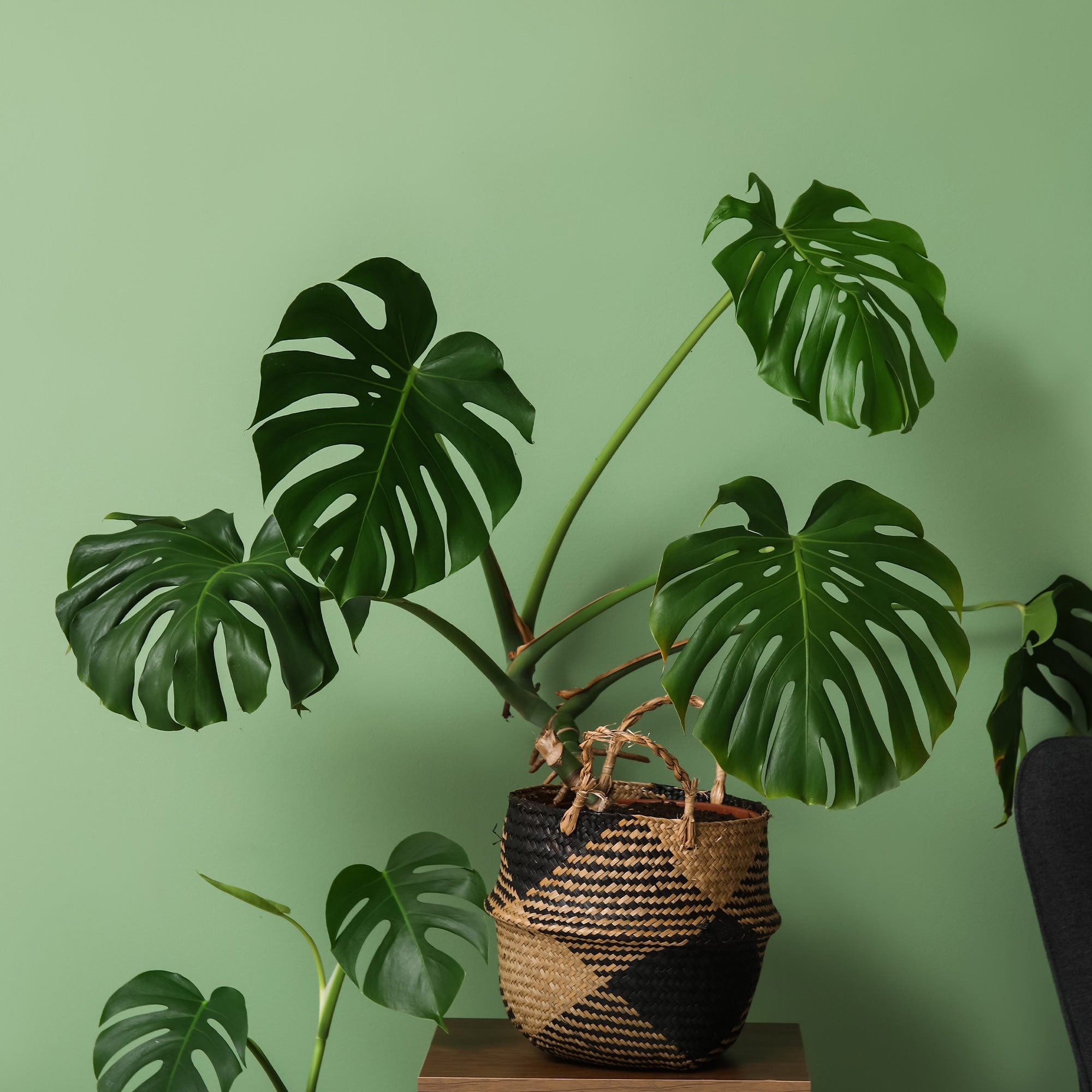 luchtwortel monstera Philodendron Monstera deliciosa - Monstera deliciosa