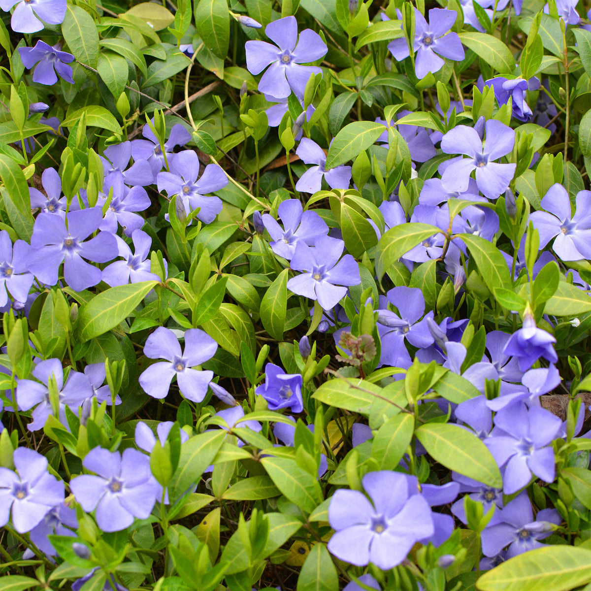 Verkoop Maagdenpalm - Vinca minor