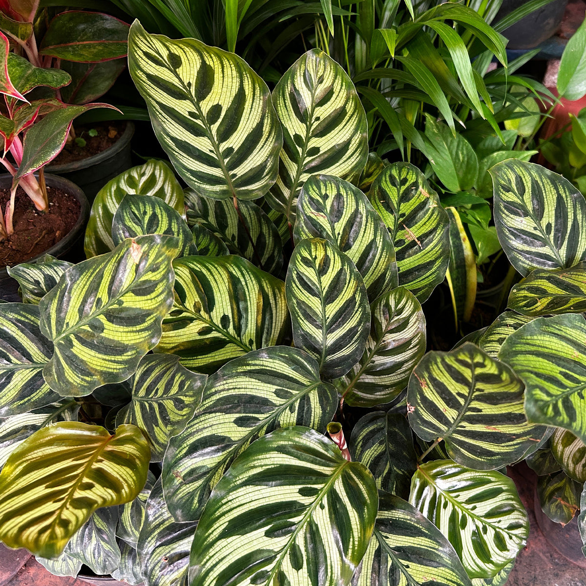 Pauwenplant 'Makoyana' - Calathea makoyana - Bakker