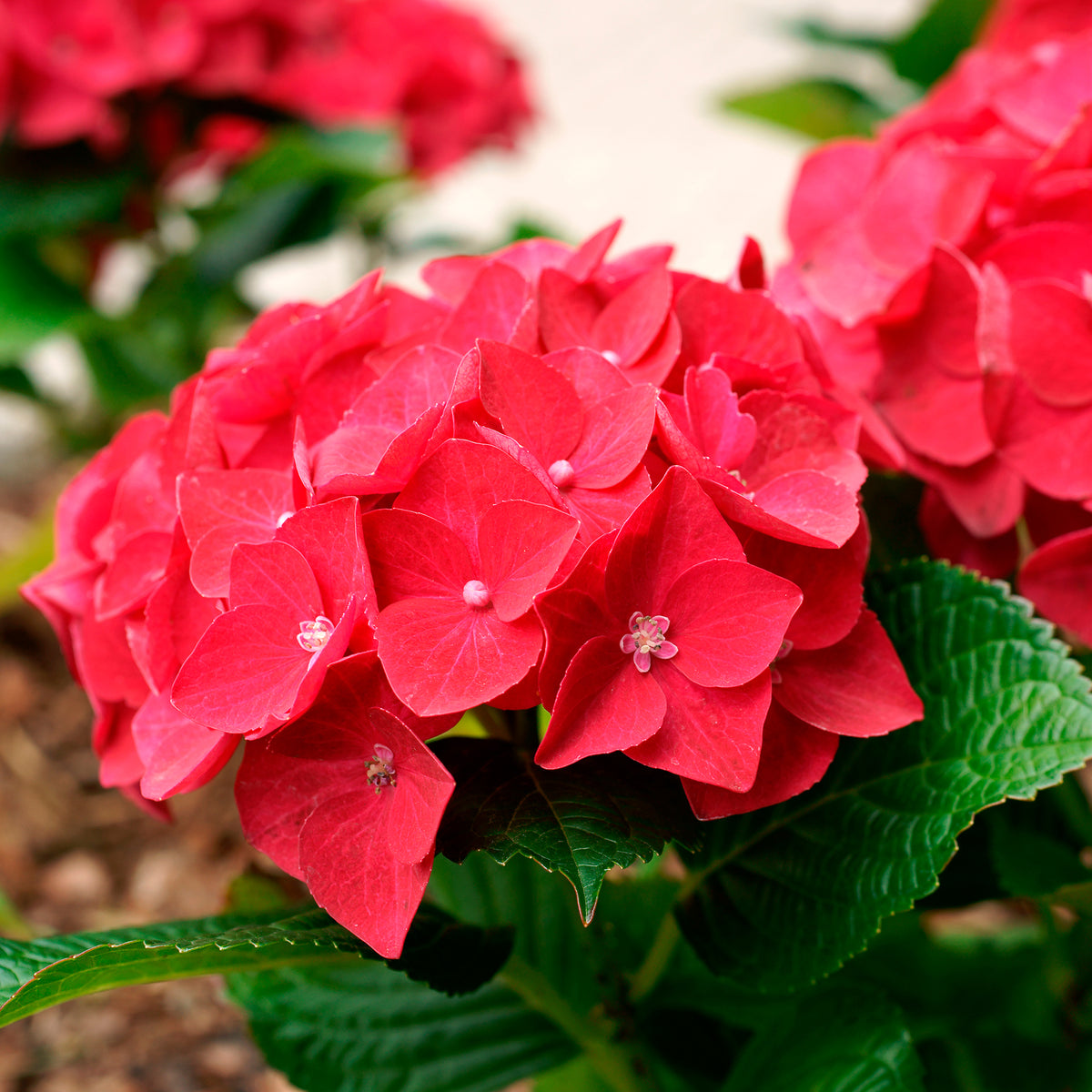 Rode Boerenhortensia