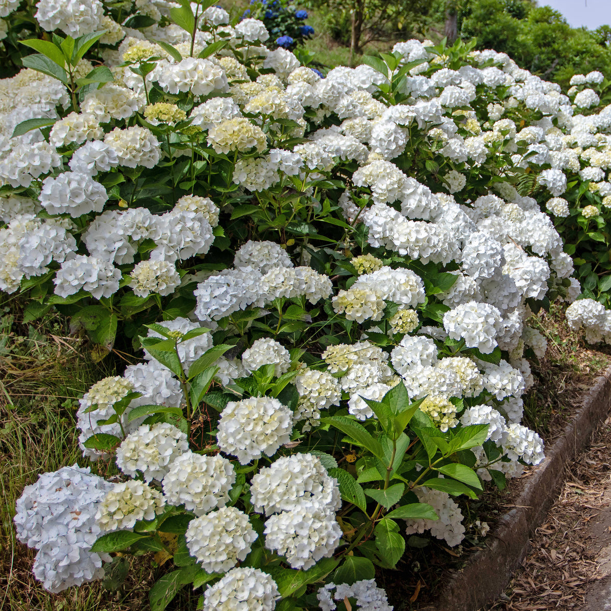Boerenhortensia wit