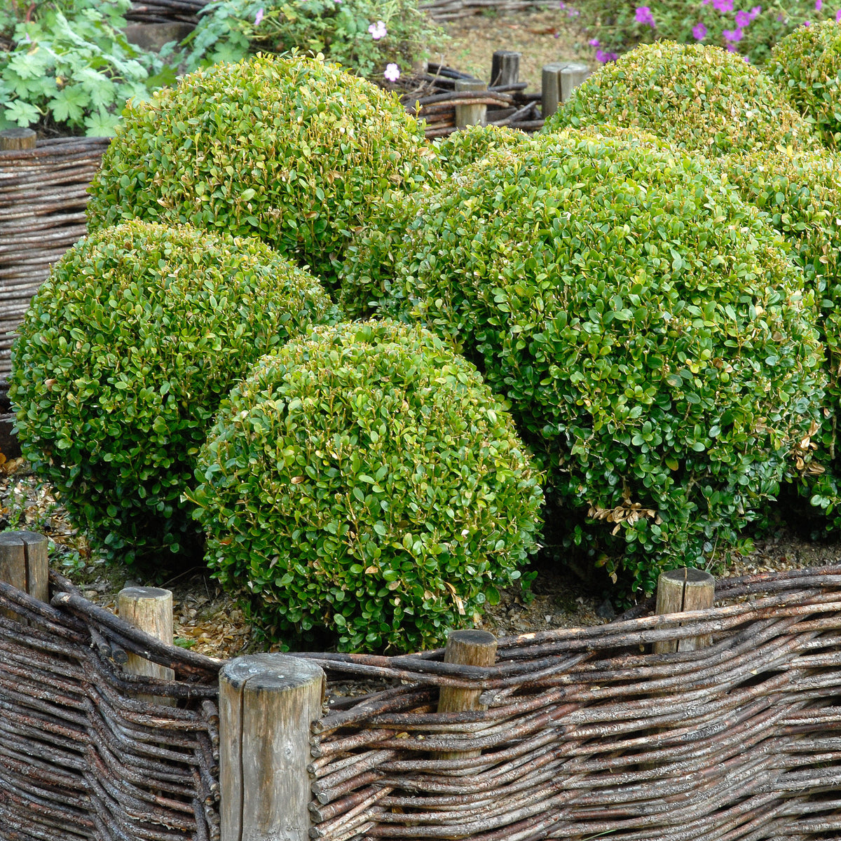 Verkoop Buxus bolvorm