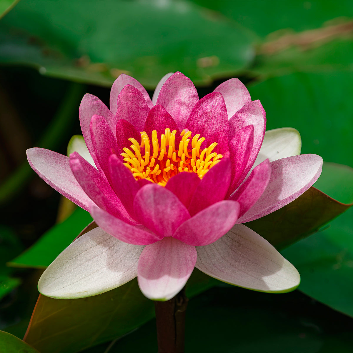 Waterlelie 'Pygmaea Rubra'